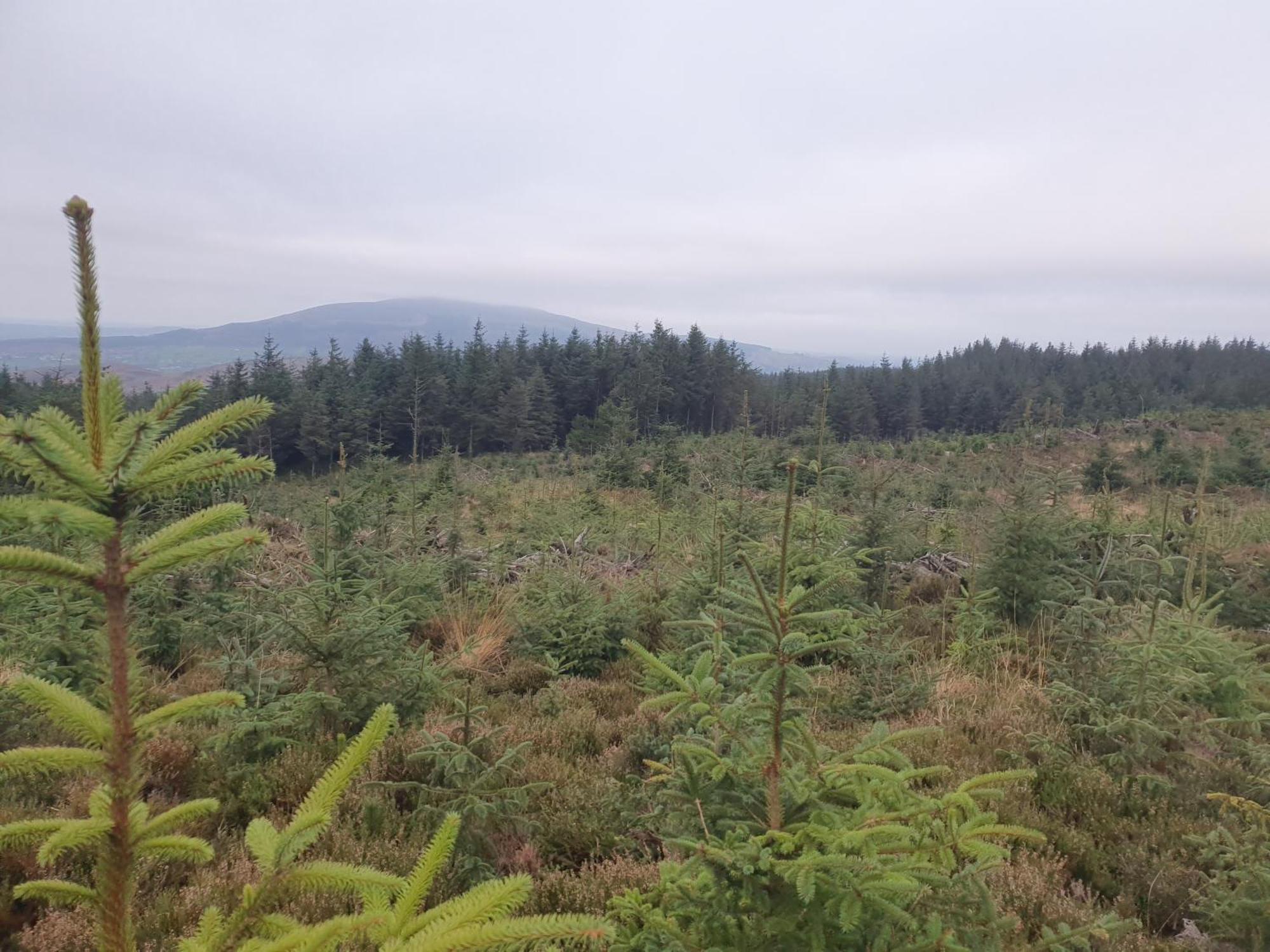 Carlingford Mountain Farm