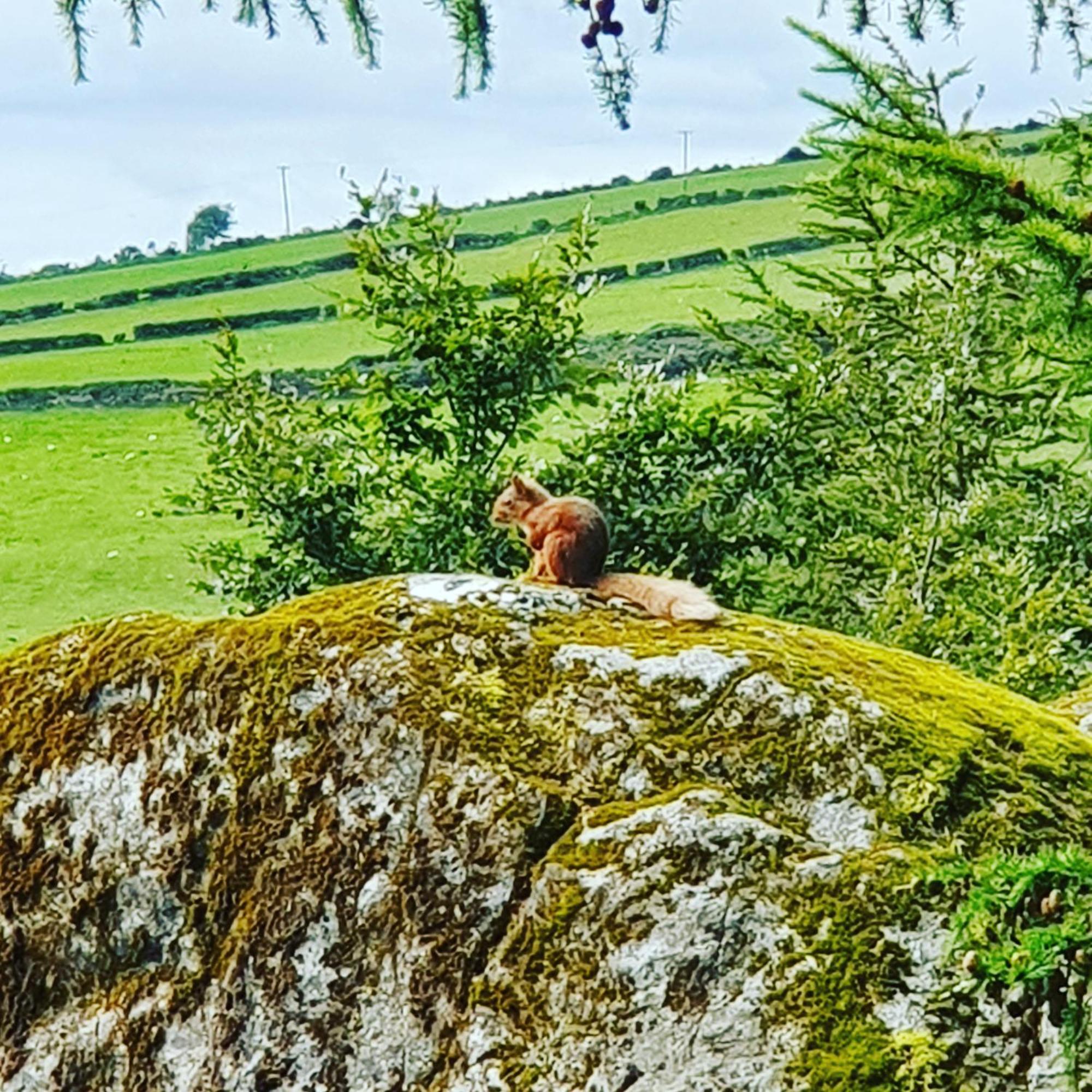 Campingplatz Carlingford Mountain Farm Dundalk