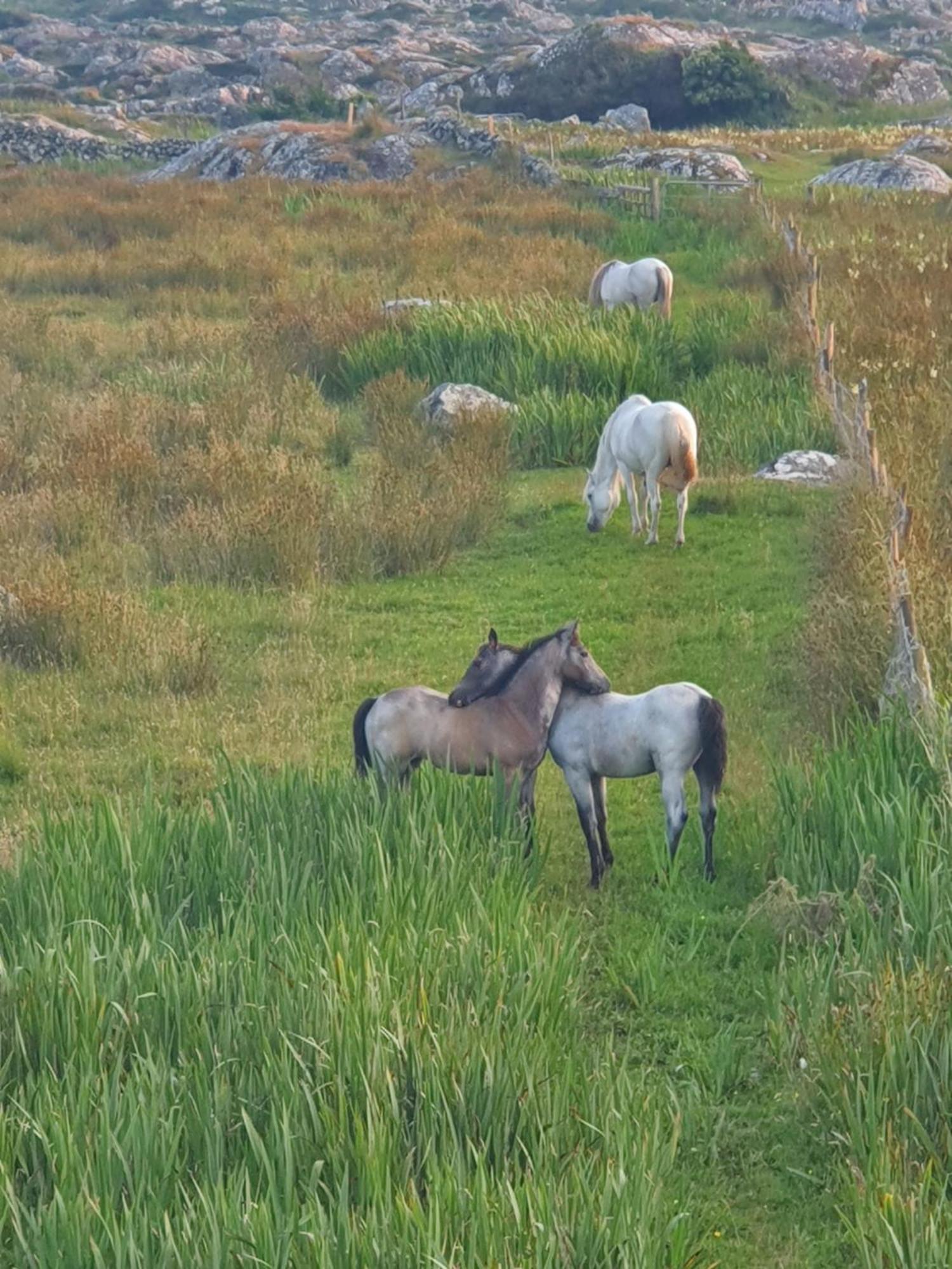 Carlingford Mountain Farm Campingplatz Dundalk