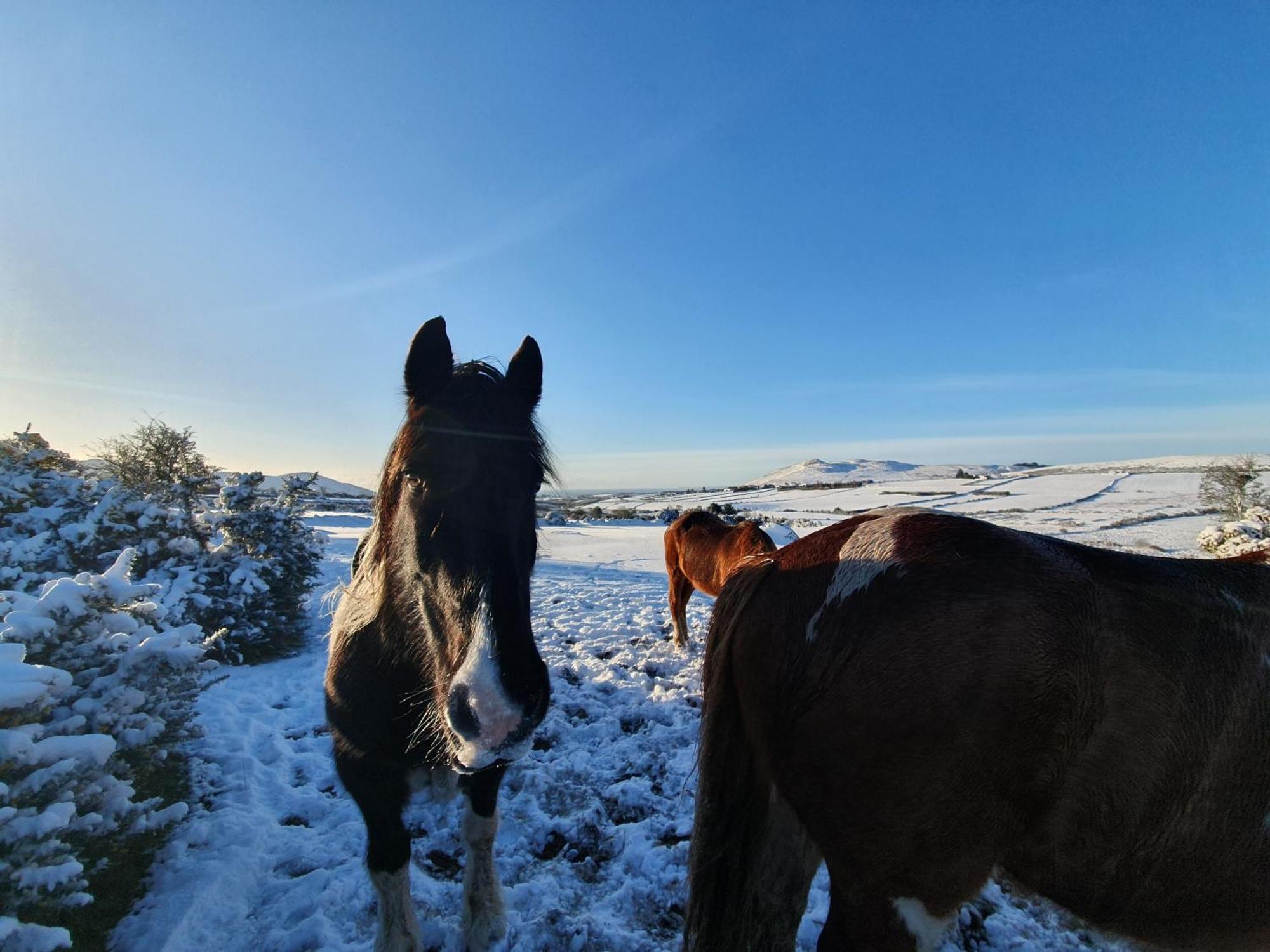 Carlingford Mountain Farm Dundalk