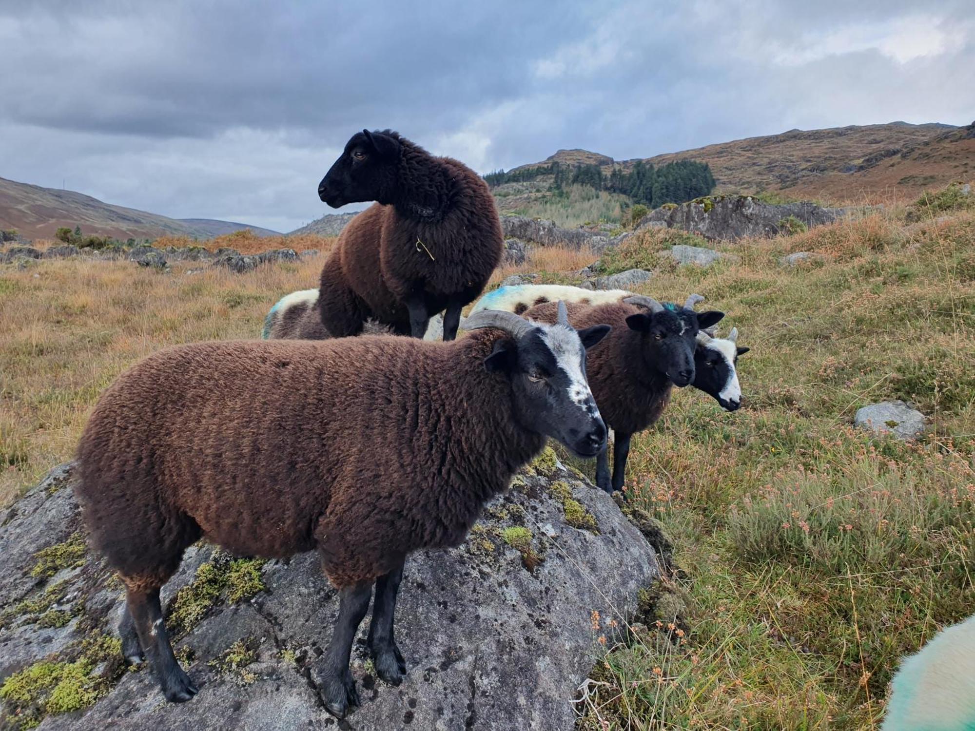 Carlingford Mountain Farm