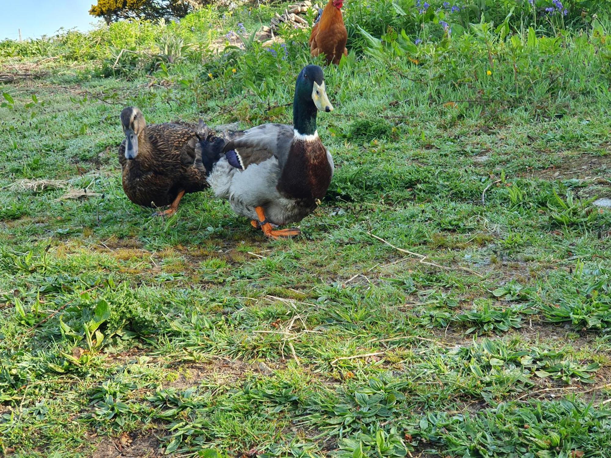 Carlingford Mountain Farm *